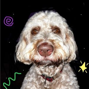 Meet your Posher, Lia